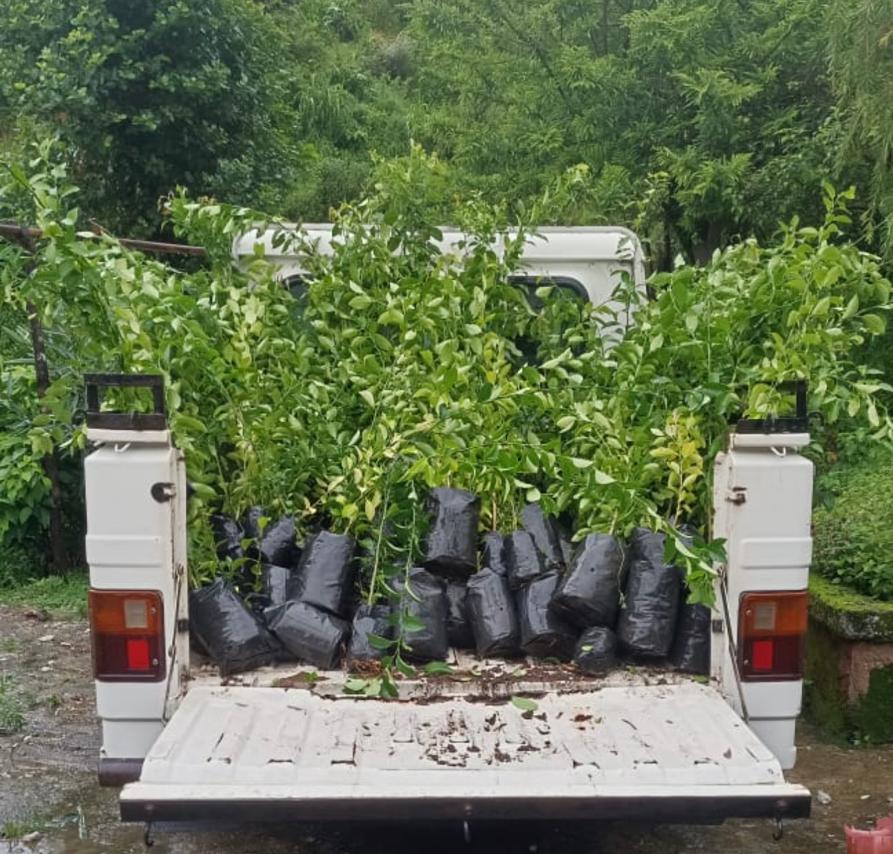 Orange Saplings Distributed to farmers of Chukha Dzongkhag.