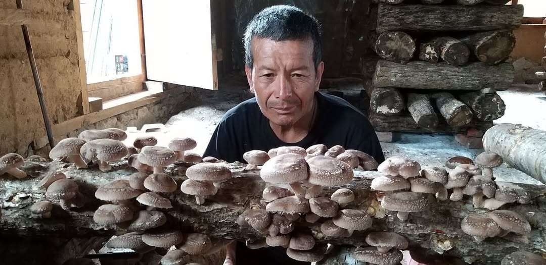 Mushroom cultivation setup by the National Mushroom Cooperative of Bhutan promoting sustainable farming.