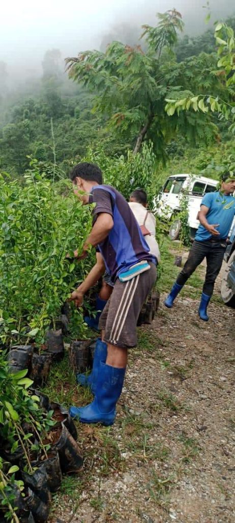 Orange saplings being distributed to farmers in Chukha Dzongkhag by Horticulture Association of Bhutan and Bhutan Ecological Society