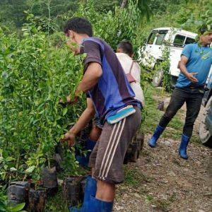 Orange saplings being distributed to farmers in Chukha Dzongkhag by Horticulture Association of Bhutan and Bhutan Ecological Society